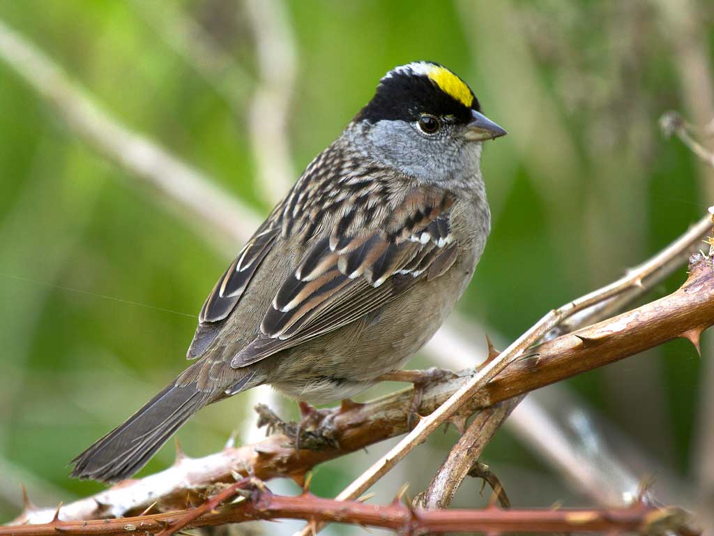 Golden Crowned Sparrow Ebirdr 9397