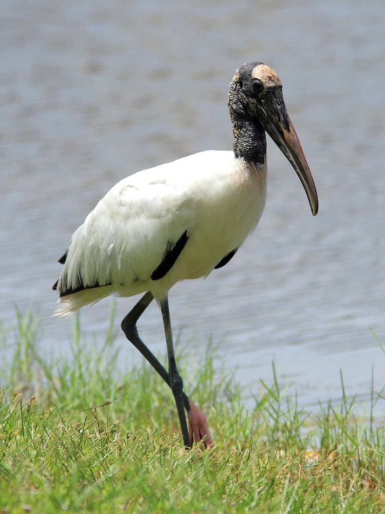 Wood Stork - EBirdr