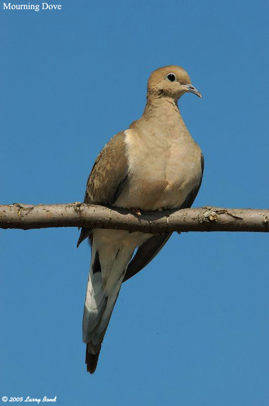 Mourning Dove - Ebirdr