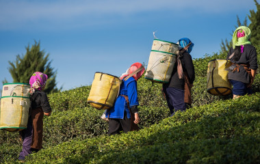 迷人的印度之旅,农民在早晨的时候在茶园里收获乌龙茶茶叶
