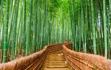 日本京都,亚洲竹林