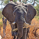 Elephant_in_the_Room