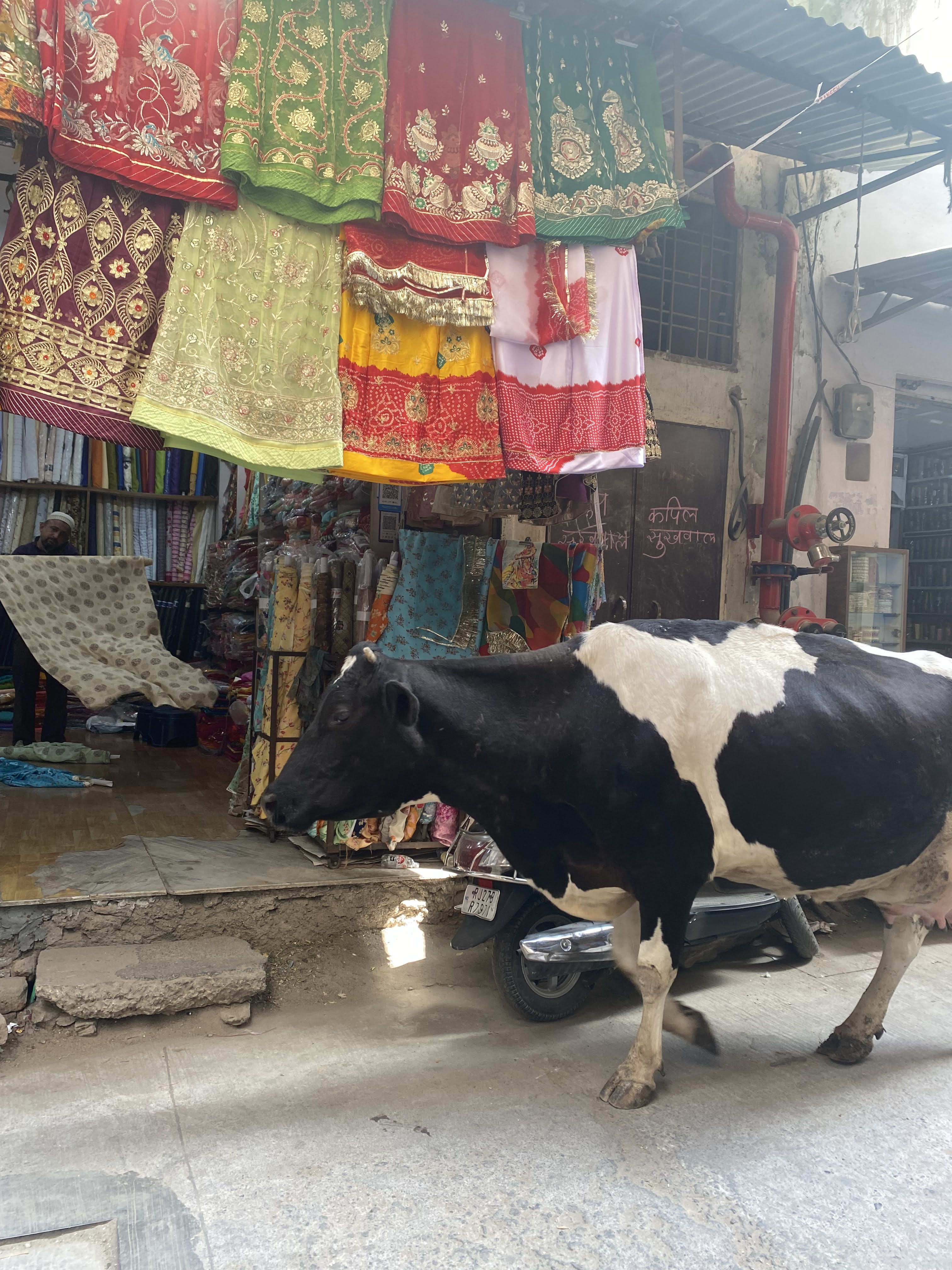 vache devant magasin en inde