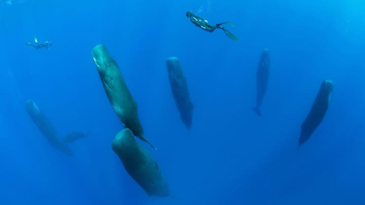 The upright sleeping sperm whales (Image uploaded to Reddit by u/ vloeibare_aids).