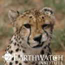 Study Abroad Reviews for Earthwatch: Namibia - Cheetah Conservation in Namibia