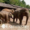 Study Abroad Reviews for Earthwatch: Thailand - Thinking Like an Elephant in Thailand
