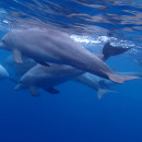 Study Abroad Reviews for African Impact:Dolphin Research & Marine Conservation Project in Tanzania