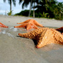 Study Abroad Reviews for The Sea State: Playa Reina, Mariato - Oceanography
