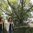 Study Abroad Reviews for Ritsumeikan University: Kyoto - The Ritsumeikan Summer & Winter Program