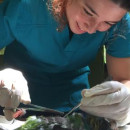 Study Abroad Reviews for Broadreach: Bali - Veterinary Medicine