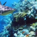 Study Abroad Reviews for Broadreach: Program at Sea - Fiji Shark Studies