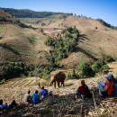Study Abroad Reviews for GVI: Chiang Mai - Volunteer with Elephants in Thailand