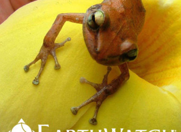 Study Abroad Reviews for Earthwatch: Puerto Rico - Puerto Rico's Rainforest