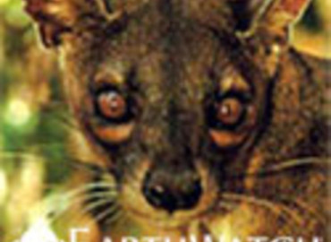 Study Abroad Reviews for Earthwatch: Madagascar - Carnivores of Madagascar