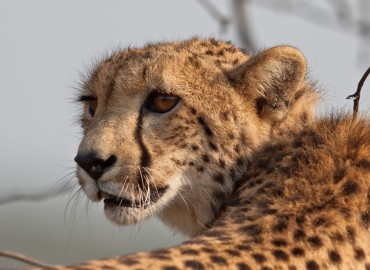 Study Abroad Reviews for African Impact: Large Predators Research & Conservation Project in South Africa