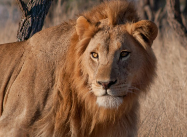 Study Abroad Reviews for African Impact: African Wildlife Big 5 Conservation Project in South Africa