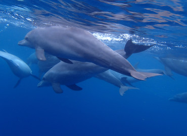 Study Abroad Reviews for African Impact:Dolphin Research & Marine Conservation Project in Tanzania