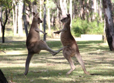 Study Abroad Reviews for University of Georgia, Discover Abroad: Australia and New Zealand Maymester Program