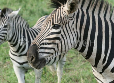 Study Abroad Reviews for Earthwatch: South Africa - Walking with African Wildlife