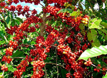 Study Abroad Reviews for WSU Faculty-Led Rwanda: Farm to Cup: The Economics of Coffee in Rwanda