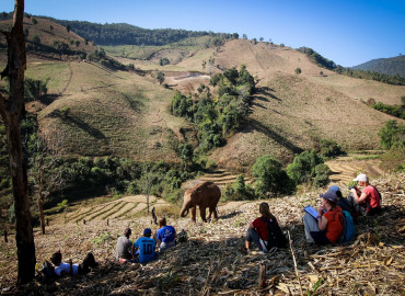 Study Abroad Reviews for GVI: Chiang Mai - Volunteer with Elephants in Thailand
