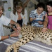 Photo of Earthwatch: Namibia - Cheetah Conservation in Namibia