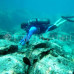 Photo of Earthwatch: Seychelles - Coral Communities in the Seychelles