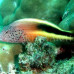 Photo of Earthwatch: Seychelles - Coral Communities in the Seychelles