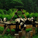Photo of Earthwatch: China - On the Trail of Giant Pandas