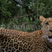 Photo of Earthwatch: South Africa - Leopards, Hyenas and Primates: Mammal Conservation in South Africa
