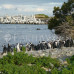 Photo of Earthwatch: South Africa - South African Penguins