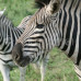 Photo of Earthwatch: South Africa - Walking with African Wildlife