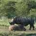 Photo of Earthwatch: South Africa - Walking with African Wildlife