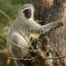 Photo of Earthwatch: South Africa - Walking with African Wildlife