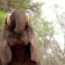Photo of Round River Conservation Studies - Namibia Desert Program