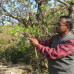 Photo of Child Family Health International (CFHI): Introduction to Traditional Medicine in India
