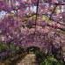 Photo of Fairfield University: Florence - Semester or Year in Italy
