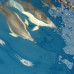 Photo of Sea Education Association: Programs at Sea – Historic Seaports of Western Europe ( Summer )