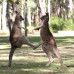 Photo of University of Georgia, Discover Abroad: Australia - Winter Program