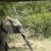 Photo of World Endeavors: Intern in South Africa