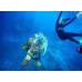 Photo of The Education Abroad Network (TEAN): Gold Coast - Griffith University