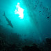 Photo of Broadreach: Program at Sea - Fiji Shark Studies