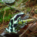 Photo of Round River Conservation Studies: Costa Rica – The Osa Peninsula
