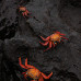 Photo of AIFS: Galapagos Islands – Universidad San Francisco de Quito