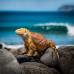 Photo of Pacific Discovery: South America Semester Program