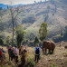 Photo of GVI: Chiang Mai - Volunteer with Elephants in Thailand