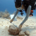 Photo of GVI: Puerto Morelas - Mexico Marine Conservation Expedition