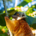 Photo of GVI: Nosy Be - Madagascar Wildlife Conservation Internship