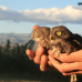 Photo of Cerca Abroad: Greece - Wildlife Conservation
