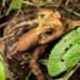 Photo of IPSL Global Engagement in Brazil: Permaculture, Sustainability, and Bioconstruction